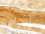 UGT2B7 Antibody in Immunohistochemistry (Paraffin) (IHC (P))