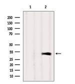 CAPZA1 Antibody in Western Blot (WB)