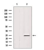 IFT25 Antibody in Western Blot (WB)