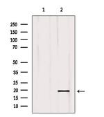 ISCU Antibody in Western Blot (WB)