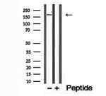 PTPN23 Antibody in Western Blot (WB)