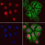 USP39 Antibody in Immunocytochemistry (ICC/IF)