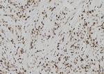 USP39 Antibody in Immunohistochemistry (Paraffin) (IHC (P))