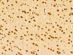 USP39 Antibody in Immunohistochemistry (Paraffin) (IHC (P))