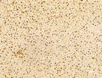 USP39 Antibody in Immunohistochemistry (Paraffin) (IHC (P))