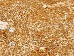 USP39 Antibody in Immunohistochemistry (Paraffin) (IHC (P))