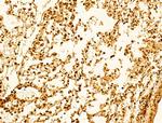 USP39 Antibody in Immunohistochemistry (Paraffin) (IHC (P))