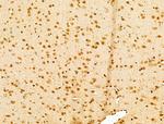 USP39 Antibody in Immunohistochemistry (Paraffin) (IHC (P))