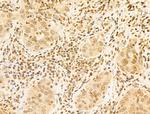 USP39 Antibody in Immunohistochemistry (Paraffin) (IHC (P))