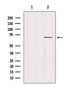 USP39 Antibody in Western Blot (WB)