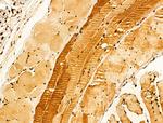 VPS33B Antibody in Immunohistochemistry (Paraffin) (IHC (P))