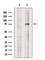 VPS33B Antibody in Western Blot (WB)