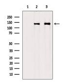 COL6A1 Antibody in Western Blot (WB)