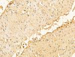 DPT Antibody in Immunohistochemistry (Paraffin) (IHC (P))