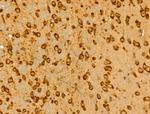 HLA-F Antibody in Immunohistochemistry (Paraffin) (IHC (P))