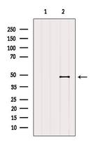 HLA-F Antibody in Western Blot (WB)