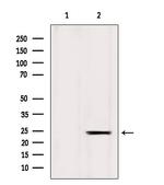 ICT1 Antibody in Western Blot (WB)