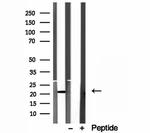 ICT1 Antibody in Western Blot (WB)