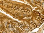 Importin 4 Antibody in Immunohistochemistry (Paraffin) (IHC (P))