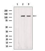 Importin 4 Antibody in Western Blot (WB)