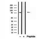 MAVS Antibody in Western Blot (WB)