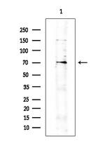 MAVS Antibody in Western Blot (WB)