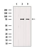 MAVS Antibody in Western Blot (WB)