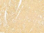 NAPRT1 Antibody in Immunohistochemistry (Paraffin) (IHC (P))