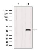 SEPT9 Antibody in Western Blot (WB)