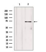 HRD1 Antibody in Western Blot (WB)