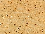 TLE3 Antibody in Immunohistochemistry (Paraffin) (IHC (P))