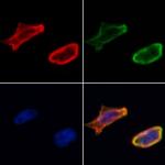 VNN1 Antibody in Immunocytochemistry (ICC/IF)