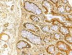 VNN1 Antibody in Immunohistochemistry (Paraffin) (IHC (P))