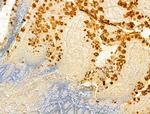 VPS16 Antibody in Immunohistochemistry (Paraffin) (IHC (P))