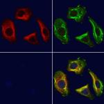 FSTL1 Antibody in Immunocytochemistry (ICC/IF)