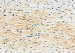 FSTL1 Antibody in Immunohistochemistry (Paraffin) (IHC (P))