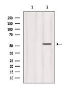 HERPUD1 Antibody in Western Blot (WB)