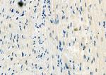 HDGFRP2 Antibody in Immunohistochemistry (Paraffin) (IHC (P))