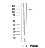 PER2 Antibody in Western Blot (WB)