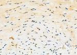 MGRN1 Antibody in Immunohistochemistry (Paraffin) (IHC (P))