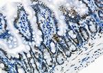 SFPQ Antibody in Immunohistochemistry (Paraffin) (IHC (P))