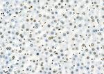 SFPQ Antibody in Immunohistochemistry (Paraffin) (IHC (P))