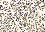 SFPQ Antibody in Immunohistochemistry (Paraffin) (IHC (P))