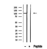 SFPQ Antibody in Western Blot (WB)