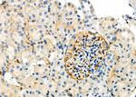 SMOX Antibody in Immunohistochemistry (Paraffin) (IHC (P))