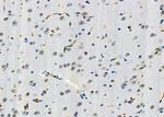 SMOX Antibody in Immunohistochemistry (Paraffin) (IHC (P))