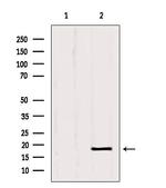 SRP14 Antibody in Western Blot (WB)