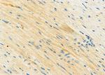 STBD1 Antibody in Immunohistochemistry (Paraffin) (IHC (P))