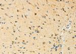 STBD1 Antibody in Immunohistochemistry (Paraffin) (IHC (P))