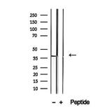 STBD1 Antibody in Western Blot (WB)